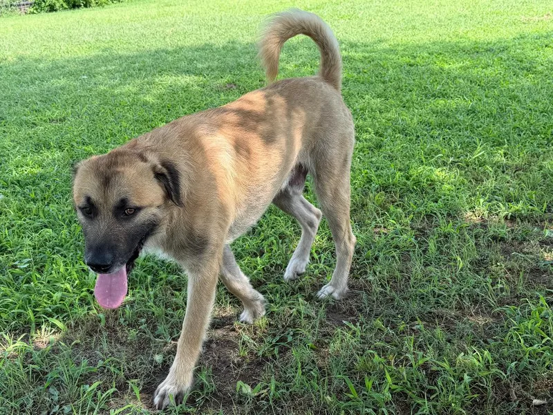 An adult large-sized male Mastiff dog named Wolfie for adoption in Farmersville, TX