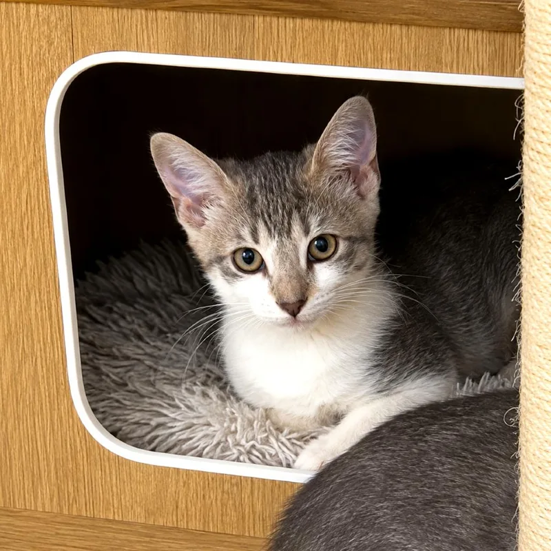 A baby medium-sized female Tabby (Gray / Blue / Silver) Domestic Short Hair cat named Birdie for adoption in Houston, TX