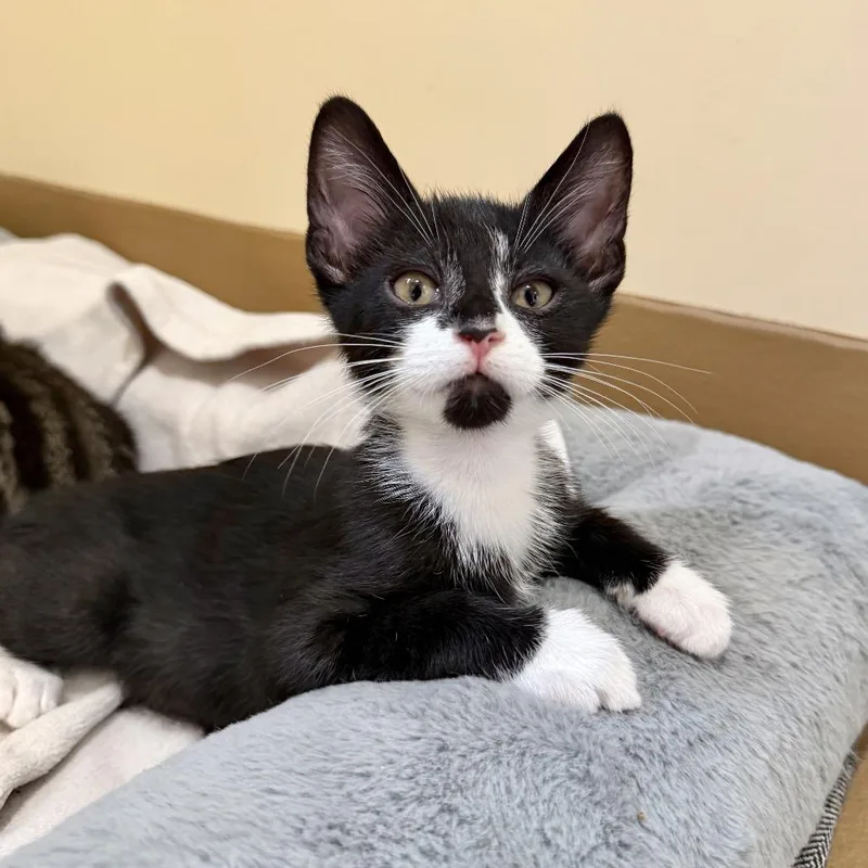 A baby small-sized male Black Domestic Short Hair cat named Grilled Cheese for adoption in Agoura Hills, CA