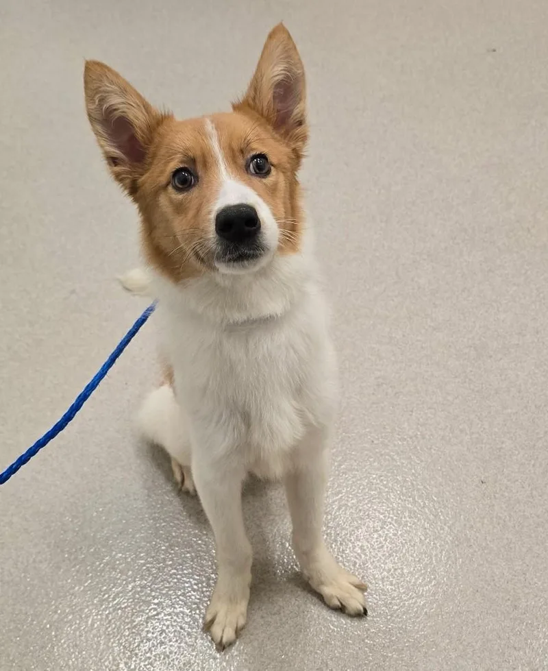 An adult small-sized male Golden Mixed Breed dog named 26-267 for adoption in Amityville, NY