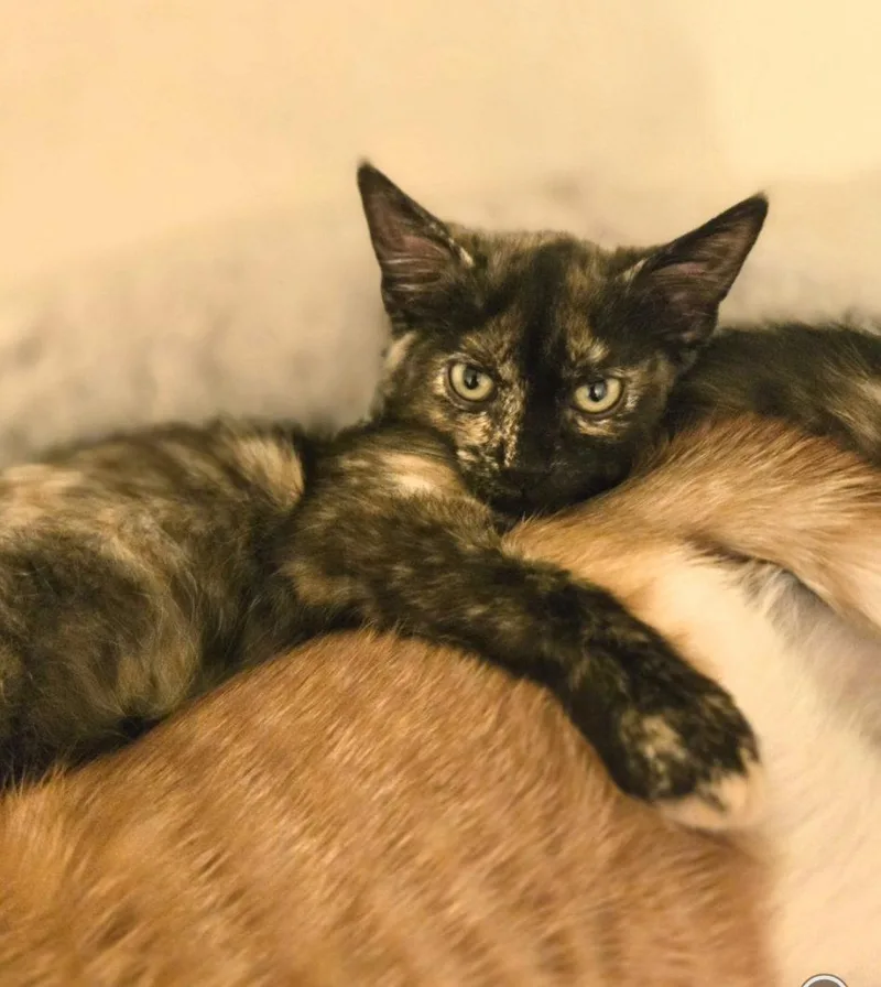 A baby medium-sized female Domestic Short Hair cat named Addison for adoption in Walled Lake, MI