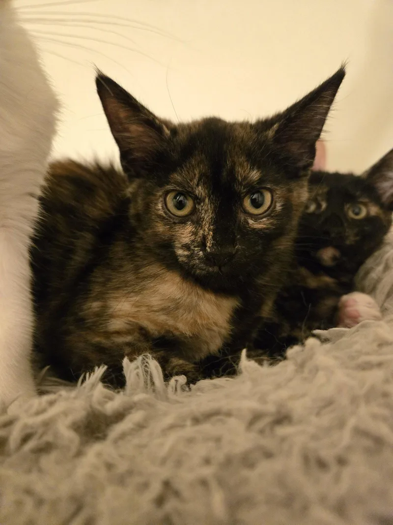 Addison thumbnail 3