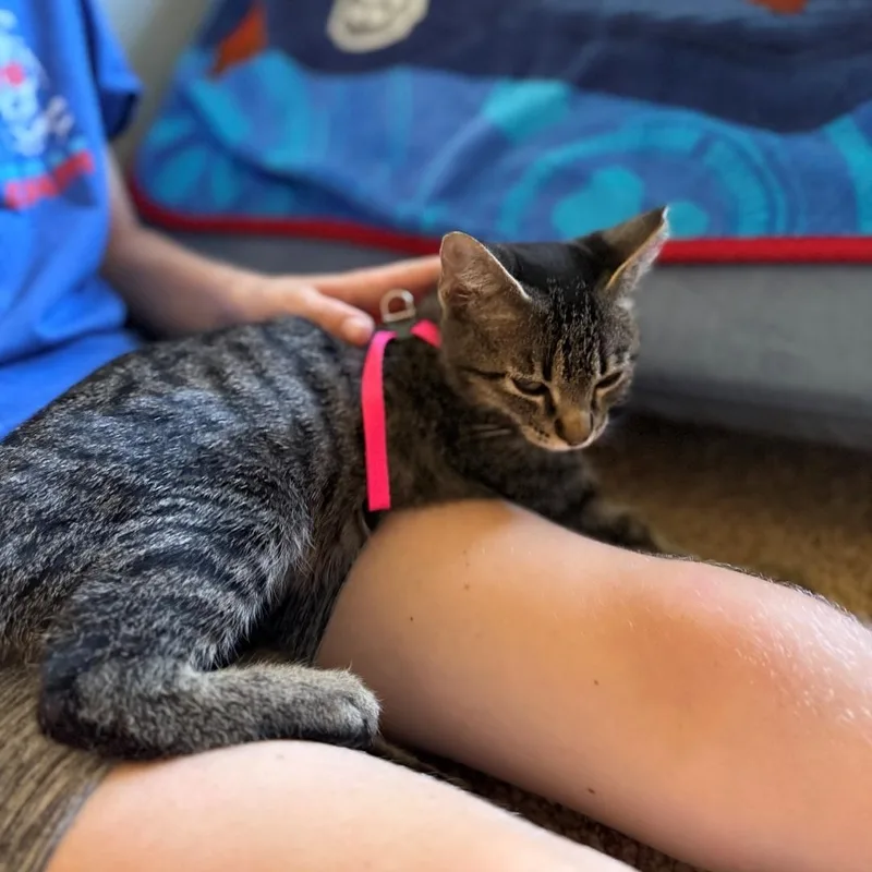 A baby small-sized female Black Domestic Short Hair cat named MJ Rice for adoption in Morrison, CO