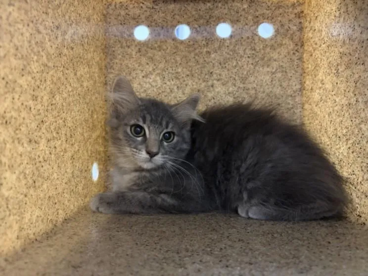 A baby small-sized male Domestic Long Hair cat named Nelly for adoption in Loveland, CO