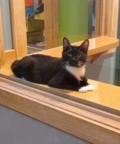 Toby Bonded To Oscar