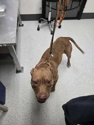 An adult medium-sized female Pit Bull Terrier dog named Harley for adoption in Oakland, CA