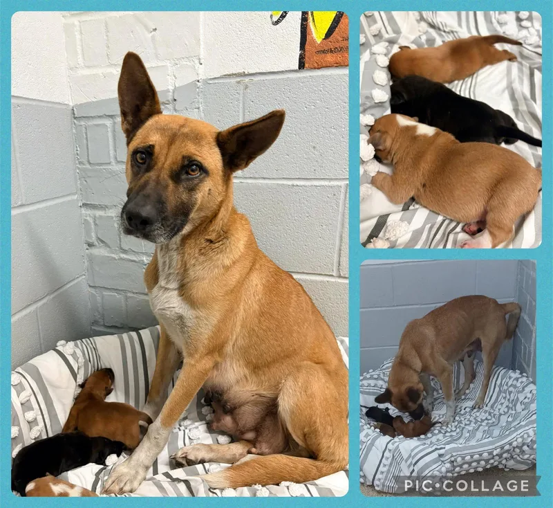 An adult medium-sized female Shepherd dog named Survivor for adoption in Royal Palm Beach, FL