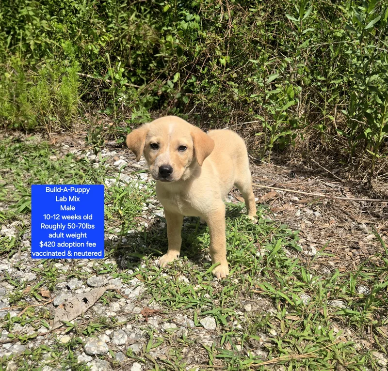 A baby large-sized male Yellow Labrador Retriever dog named Buildapuppy for adoption in Oviedo, FL