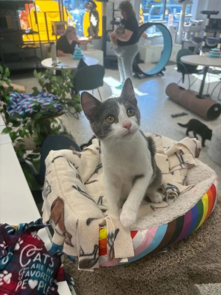 Darwin