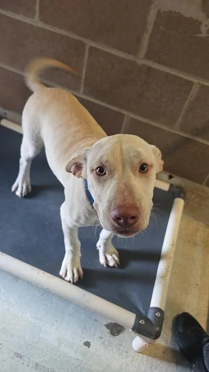 A young medium-sized male Mixed Breed dog named Biscuit for adoption in Savannah, GA