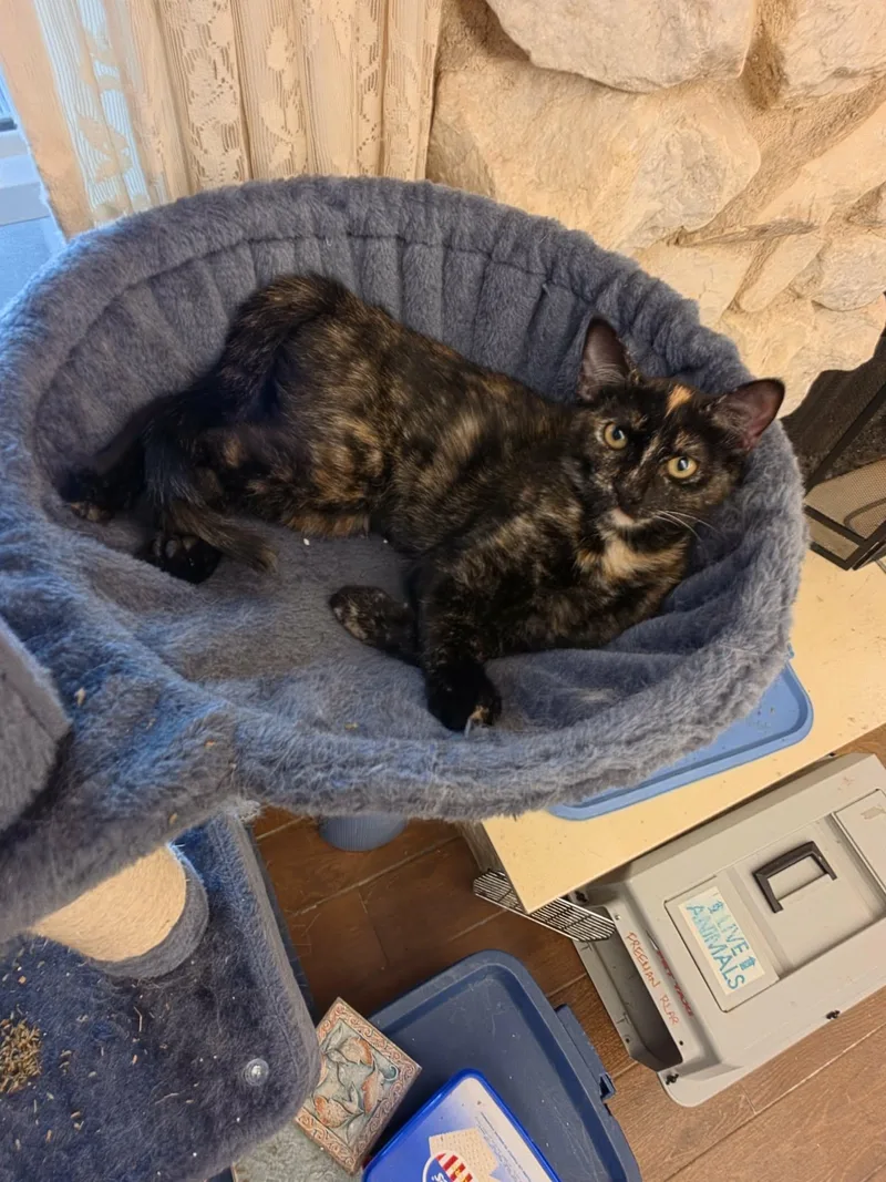 A young medium-sized female Domestic Short Hair cat named Blaze for adoption in Fort Worth, TX