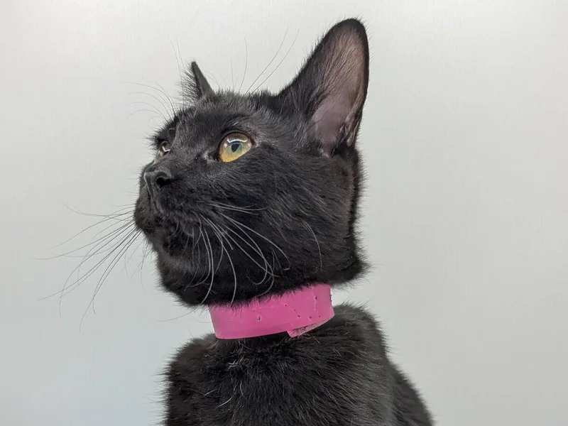 A baby small-sized female Domestic Short Hair cat named Katrina for adoption in Powell, OH