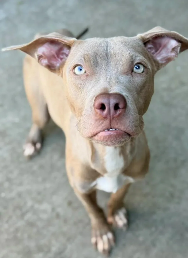 An adult medium-sized female Yellow / Tan / Blond / Fawn Pit Bull Terrier dog named Doo for adoption in Chicago, IL
