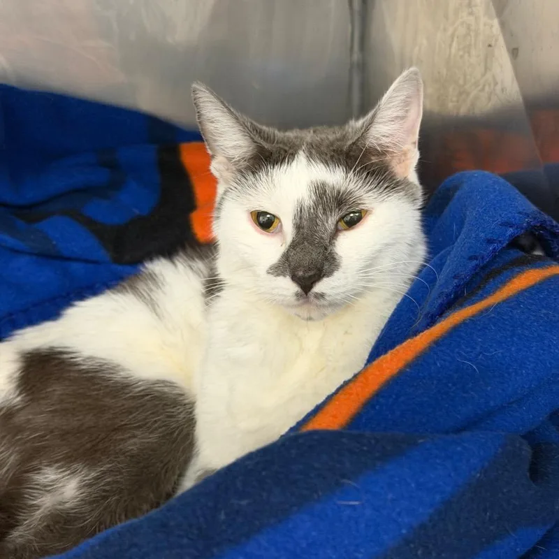 A young medium-sized female Gray / Blue / Silver Domestic Short Hair cat named Connie for adoption in Hampton Bays, NY