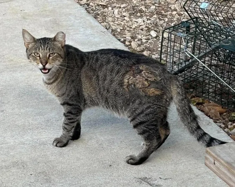 A young small-sized male Domestic Short Hair cat named Collin for adoption in Ada, OK