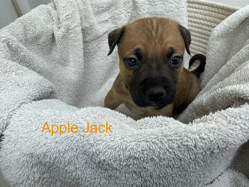 A baby medium-sized male Bicolor Australian Cattle Dog / Blue Heeler dog named Apple Jacks for adoption in Sonora, CA