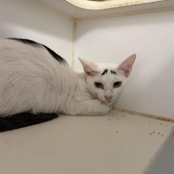 A young medium-sized female White Domestic Short Hair cat named Fancy for adoption in Long Beach, CA
