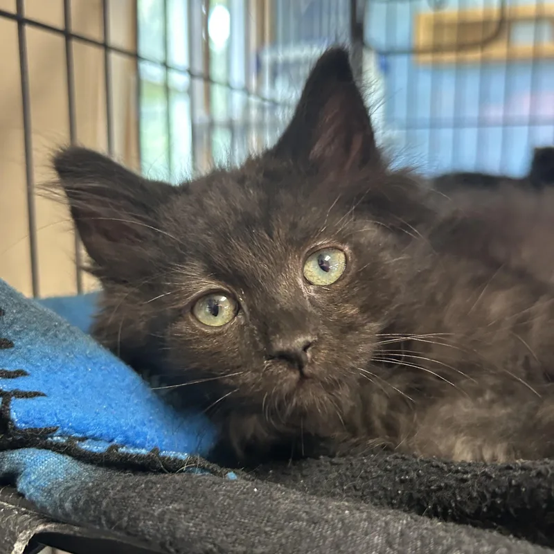 A baby medium-sized male Domestic Medium Hair cat named Christopher for adoption in St. Clair, MI