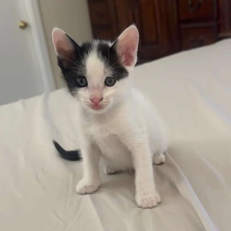 A baby small-sized male White Domestic Short Hair cat named Mick for adoption in Las Vegas, NV