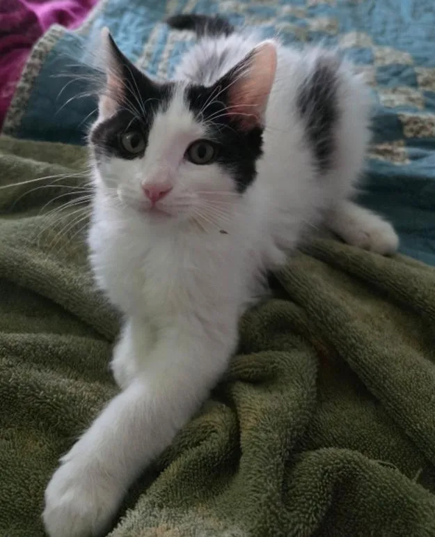 A young medium-sized male Domestic Short Hair cat named Bowie for adoption in Phoenix, AZ