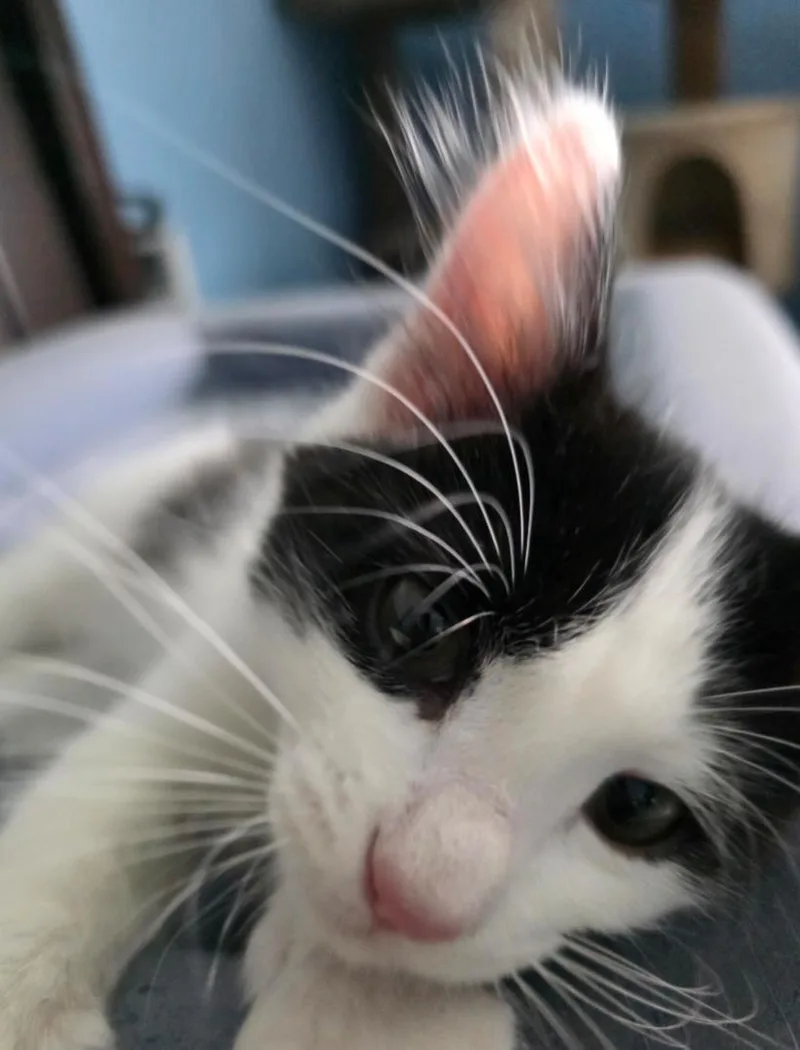 Bowie thumbnail 2