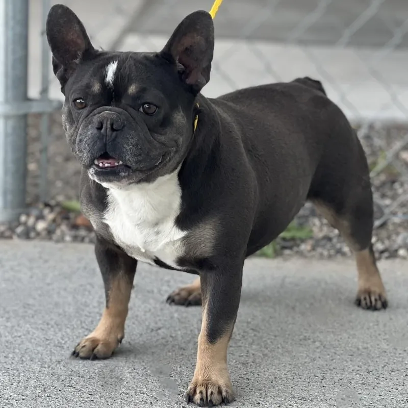 An adult small-sized female Gray / Blue / Silver French Bulldog dog named 60580077 for adoption in Elko, NV