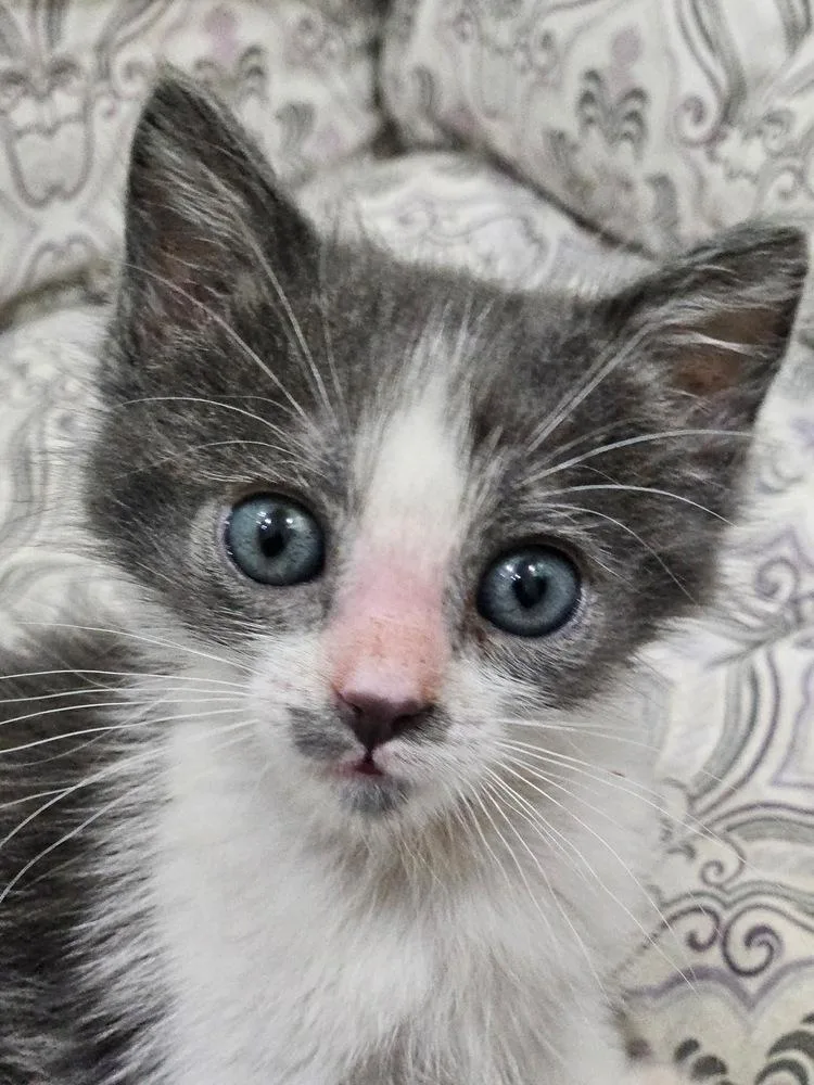 A baby small-sized female Gray & White Extra-Toes Cat / Hemingway Polydactyl cat named MarielHemingway for adoption in Gardena, CA