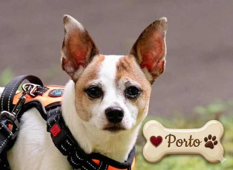 Porto thumbnail 3