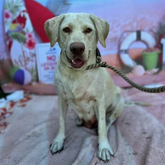 A young large-sized female Labrador Retriever dog named Catherine for adoption in Long Beach, CA