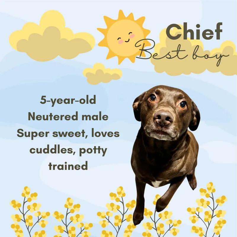 Chief thumbnail 2
