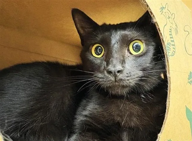 A young medium-sized female Domestic Medium Hair cat named Akasha for adoption in Saint Louis, MO