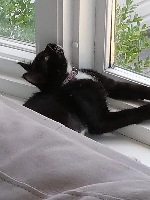 Mochi