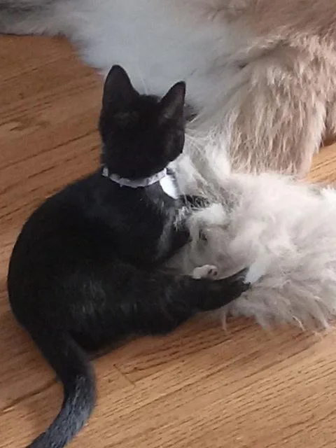 Mochi thumbnail 3