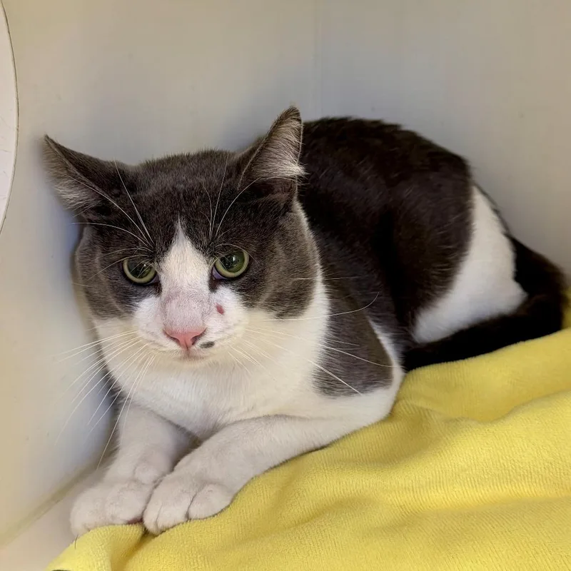 An adult medium-sized male Gray / Blue / Silver Domestic Short Hair cat named Macadamia for adoption in Long Beach, CA