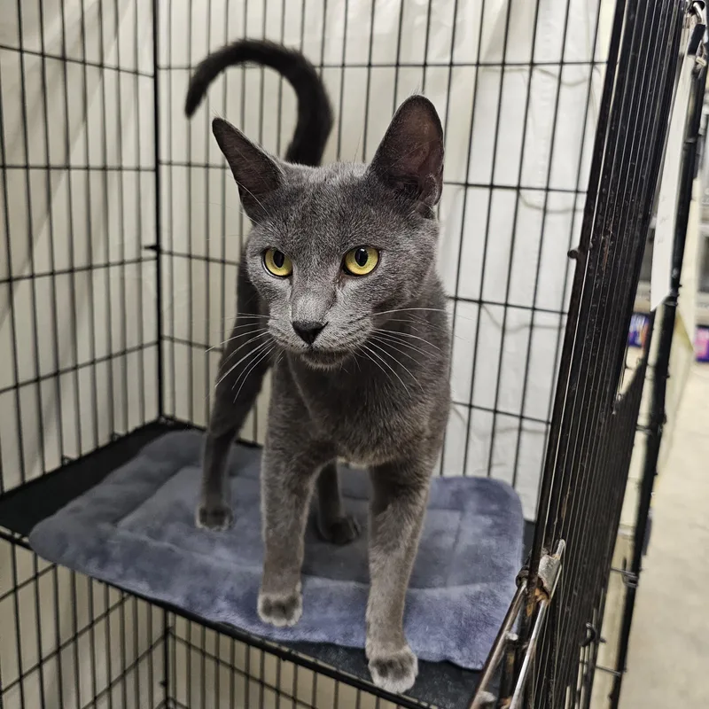 An adult medium-sized female Gray / Blue / Silver Domestic Short Hair cat named Smokey for adoption in Searcy, AR