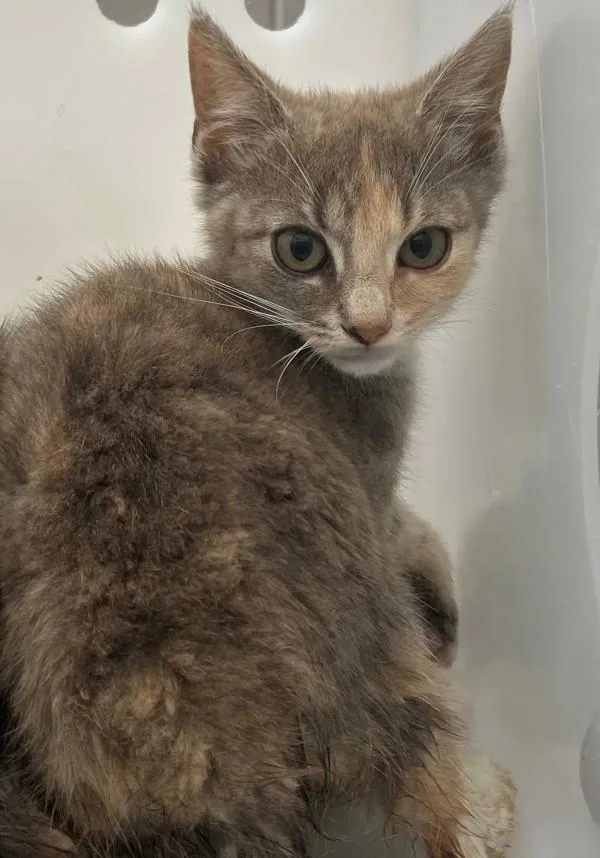 A baby small-sized female Domestic Short Hair cat named Monopoly for adoption in Staten Island, NY