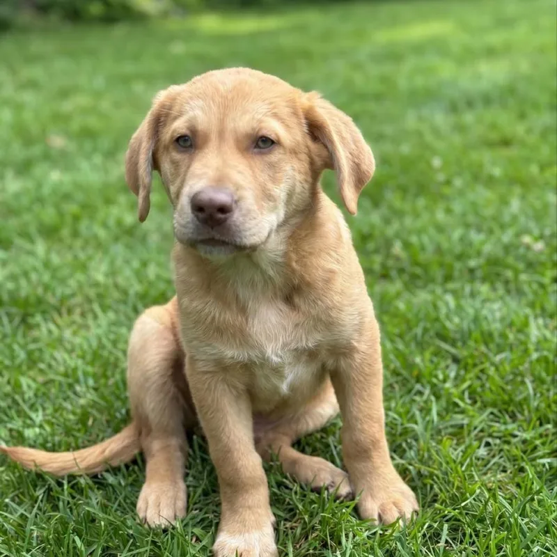 A baby medium-sized male Yellow / Tan / Blond / Fawn Mixed Breed dog named Benson for adoption in Huntsville, AL