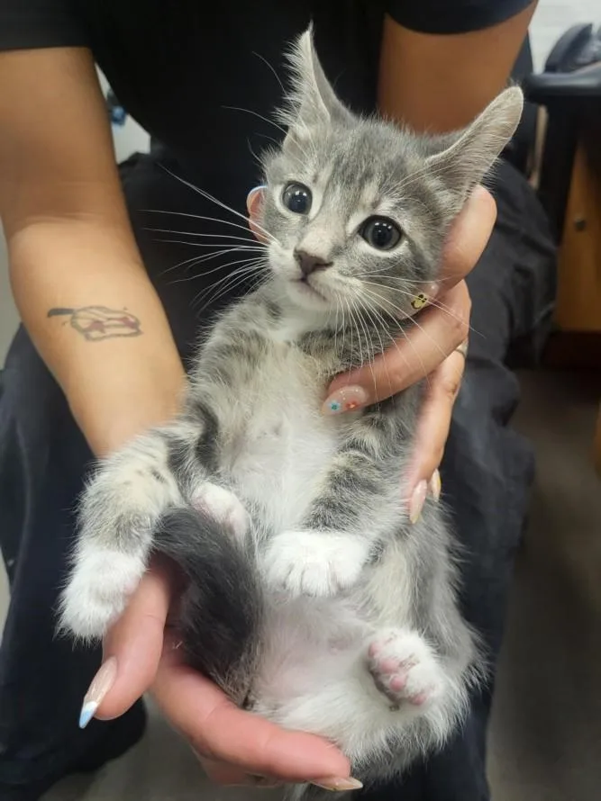 A baby small-sized female Domestic Short Hair cat named A for adoption in Burbank, CA