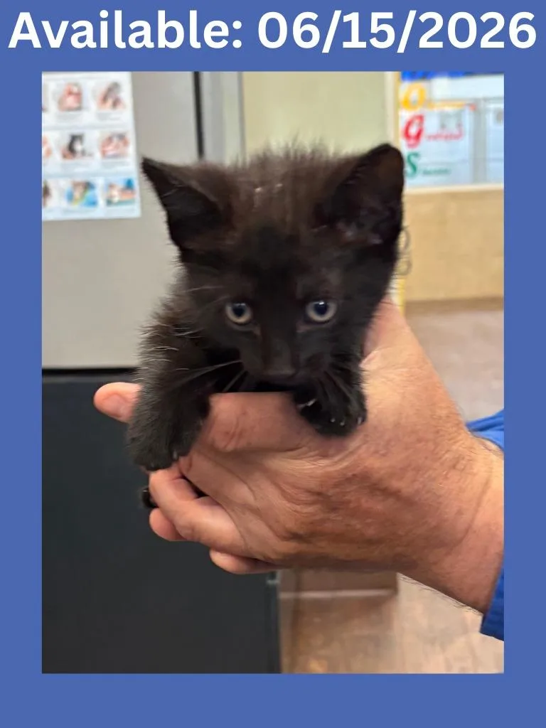 A baby medium-sized male Domestic Short Hair cat named Cat Condo for adoption in Greenville, TX