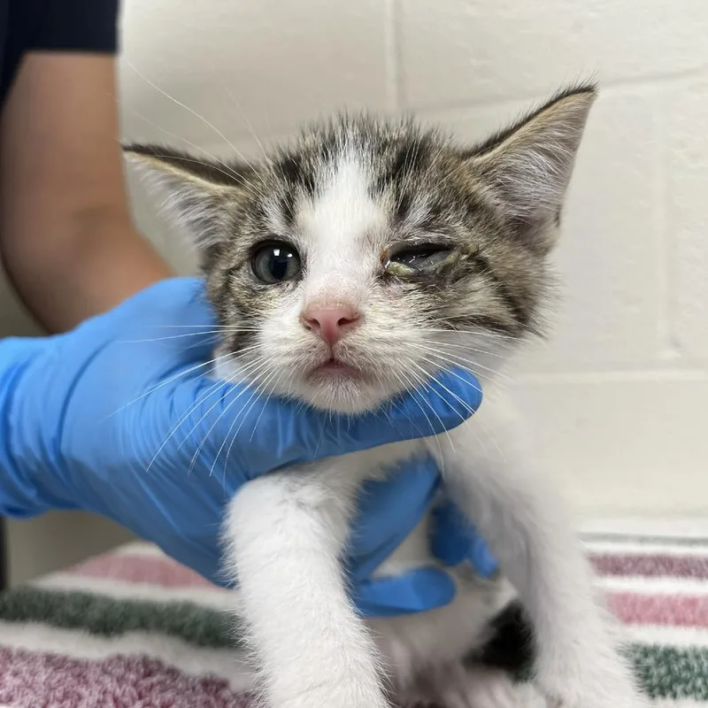 A baby small-sized male Brown / Chocolate Domestic Short Hair cat named SVASStray for adoption in Lyndhurst, VA