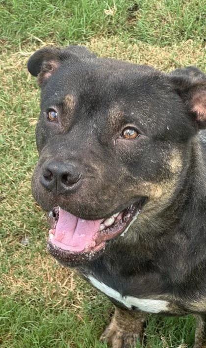 An adult medium-sized male American Bulldog dog named Andy for adoption in Atlanta, GA