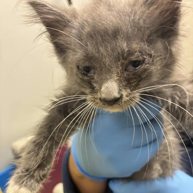 A baby small-sized female Gray / Blue / Silver Domestic Medium Hair cat named 71566 for adoption in Harrisonburg, VA