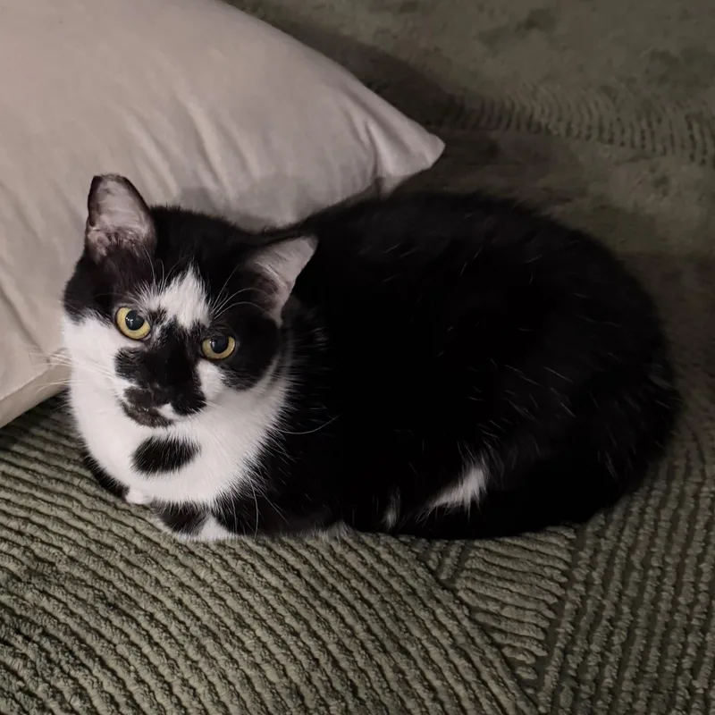 An adult medium-sized female Black & White / Tuxedo Domestic Short Hair cat named Moomoo for adoption in Beaufort, SC
