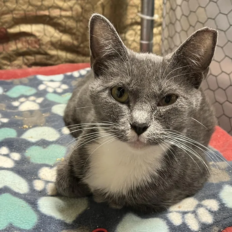 A young small-sized female Gray / Blue / Silver Domestic Short Hair cat named Loretta for adoption in Washington, DC