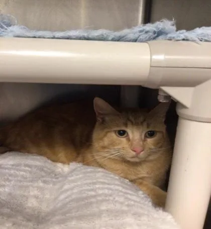 An adult medium-sized male Domestic Short Hair cat named Provolone for adoption in Elmira, NY