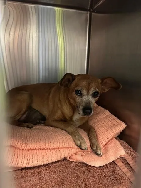 An adult small-sized female Miniature Pinscher dog named Unknown for adoption in Rancho Cucamonga, CA