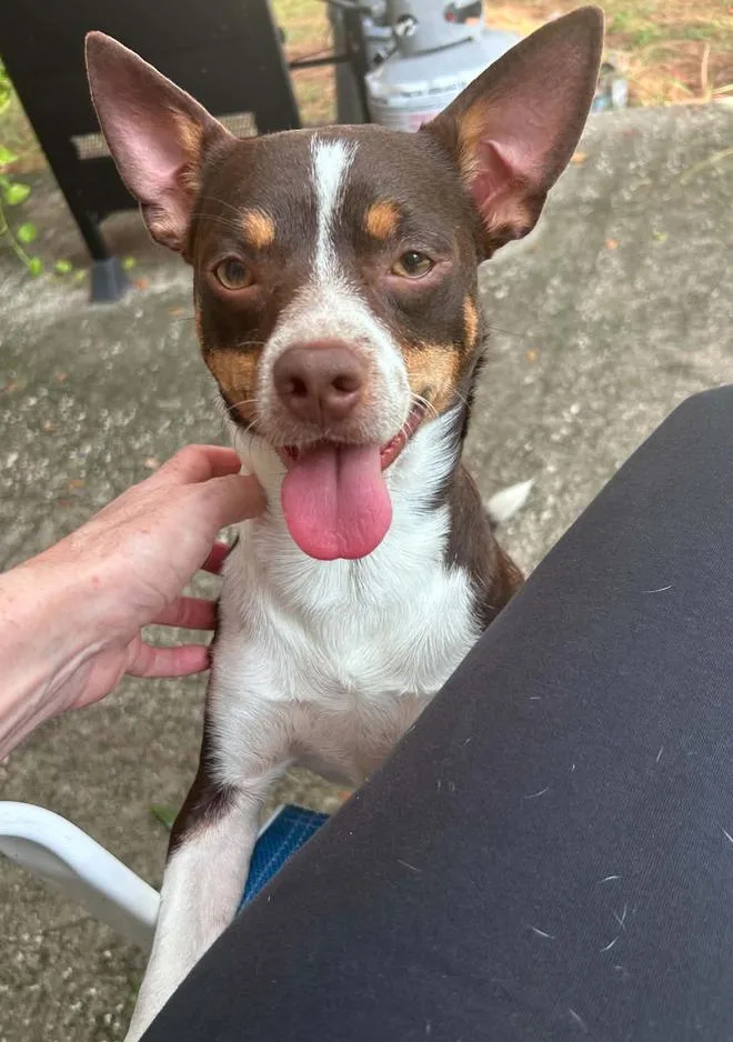 An adult small-sized male Chihuahua dog named Emmett for adoption in Osteen, FL