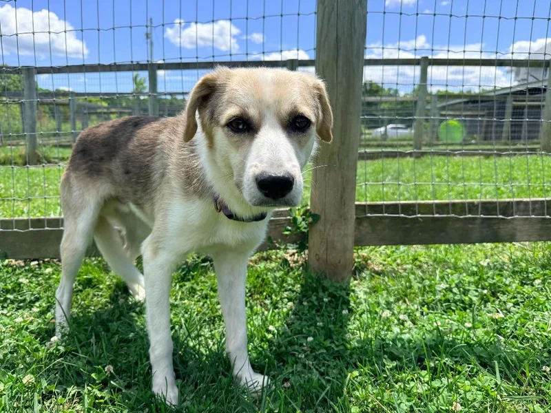 A young medium-sized male Shepherd dog named Arlo for adoption in Hudson, NY