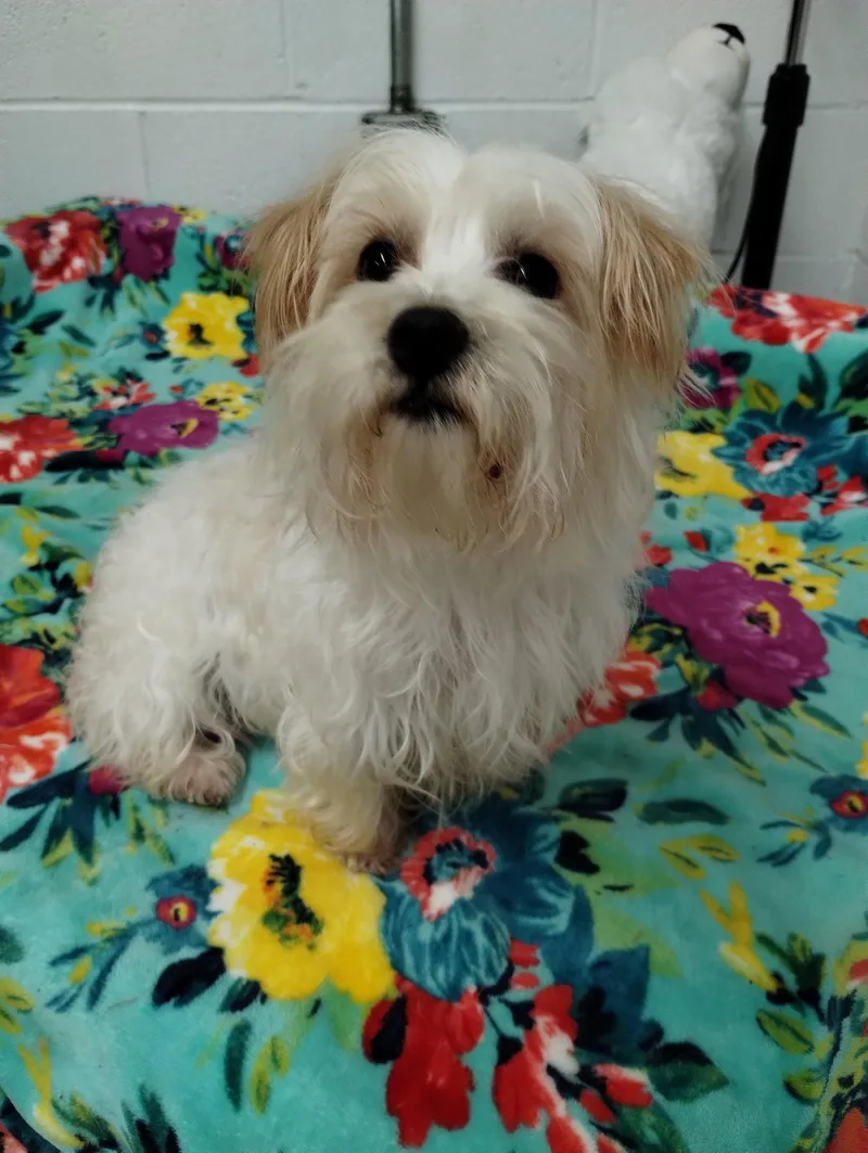 A young small-sized male Yorkshire Terrier dog named Chico for adoption in York, SC