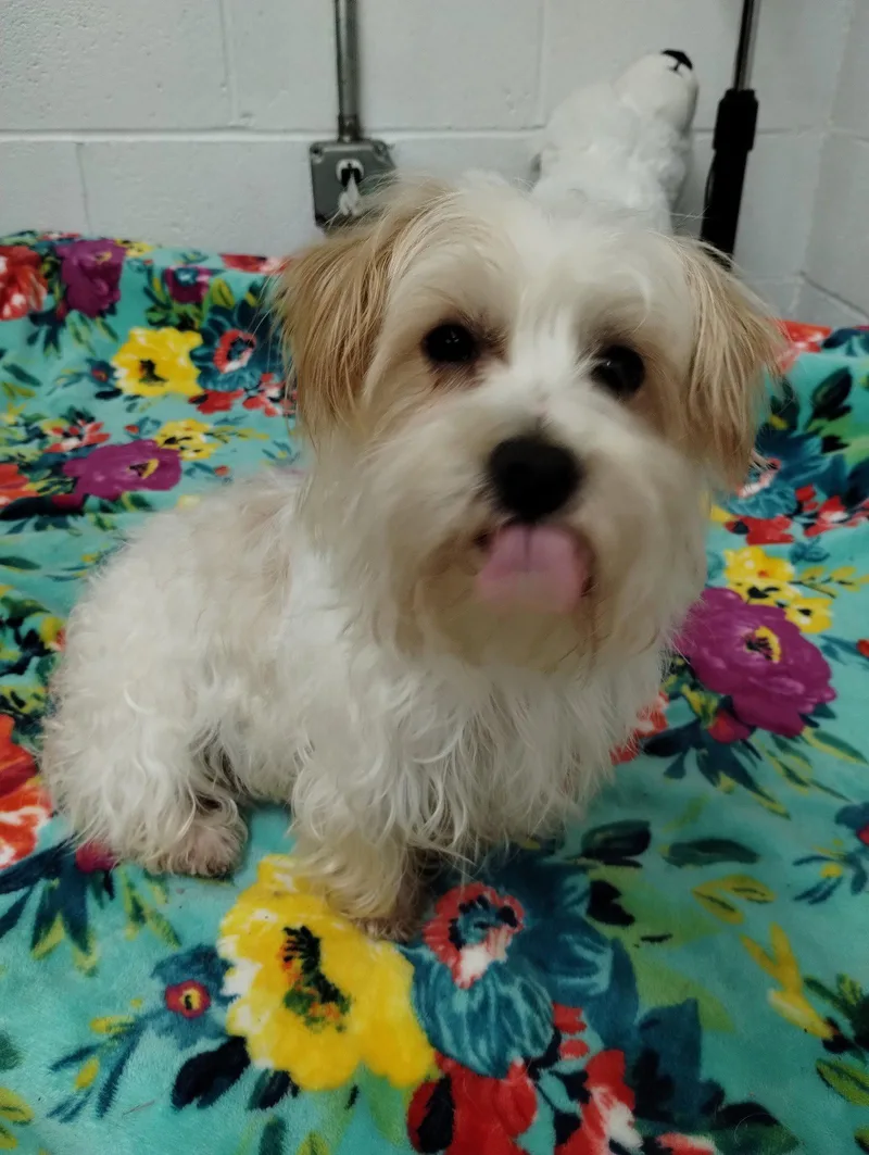 Chico thumbnail 3